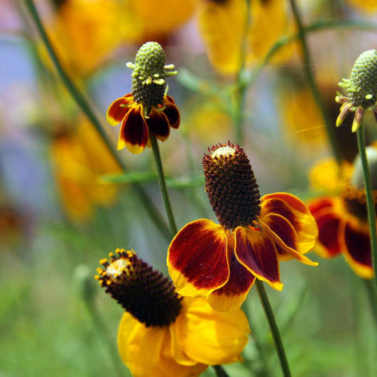 Mexican Hat 'Prairie Coneflower' - Native Gardeners