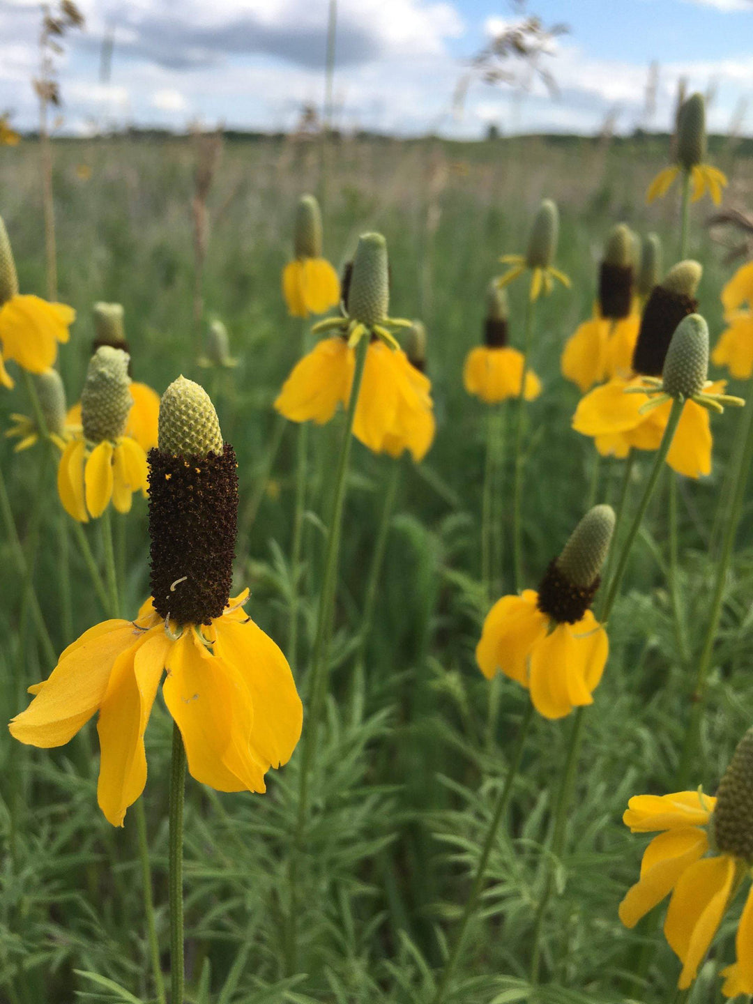 Mexican Hat 'Prairie Coneflower' - Native Gardeners