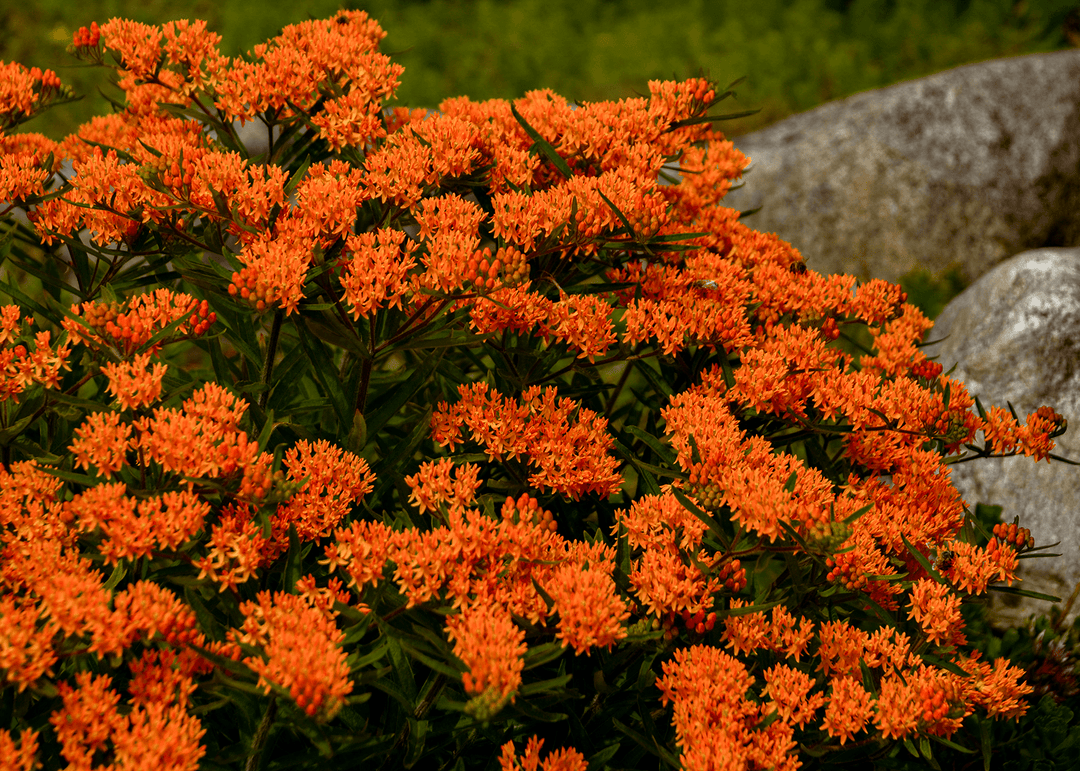 Butterfly Weed - Native Gardeners