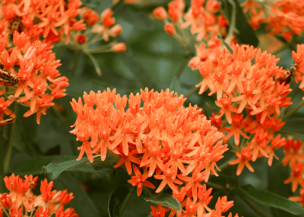 Butterfly Weed - Native Gardeners