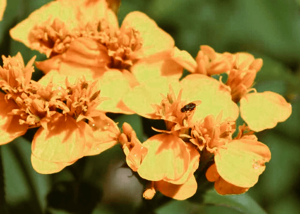 mexican mint marigold seeds Mexican Mint Marigold – Native Gardeners