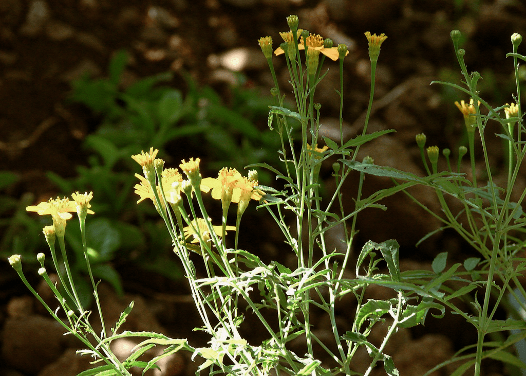 Mexican Mint Marigold - Native Gardeners