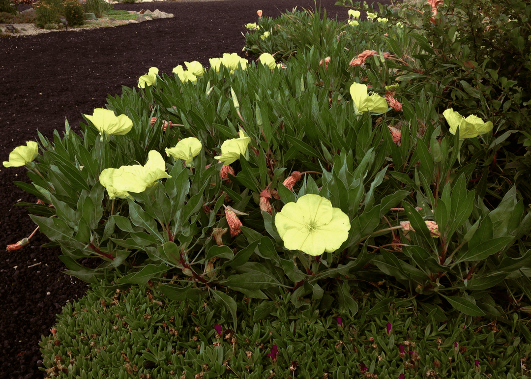 Missouri Primrose