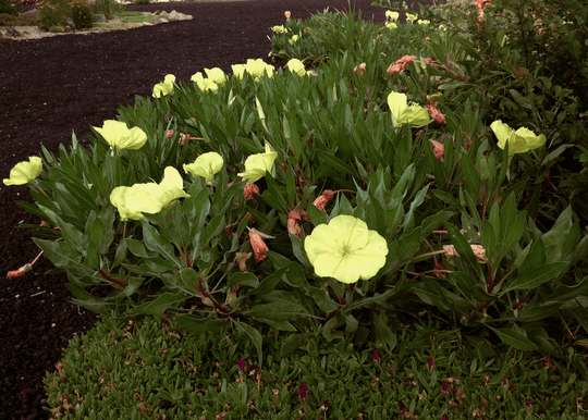 Missouri Primrose - Native Gardeners