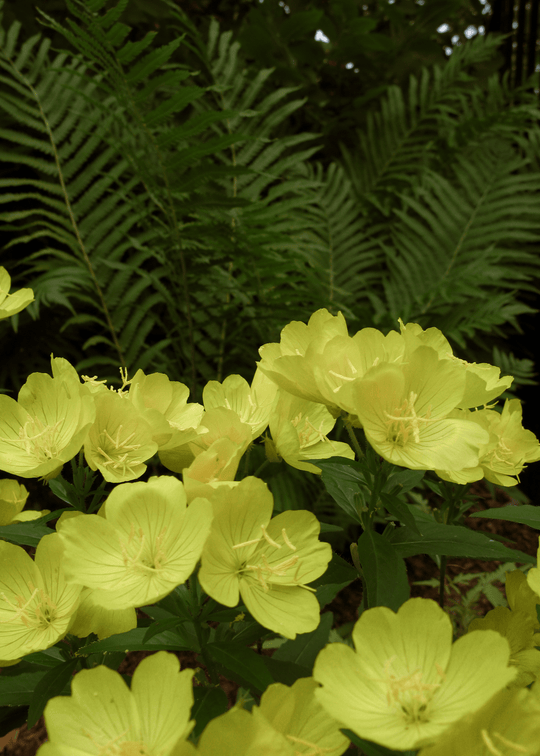 Missouri Primrose - Native Gardeners