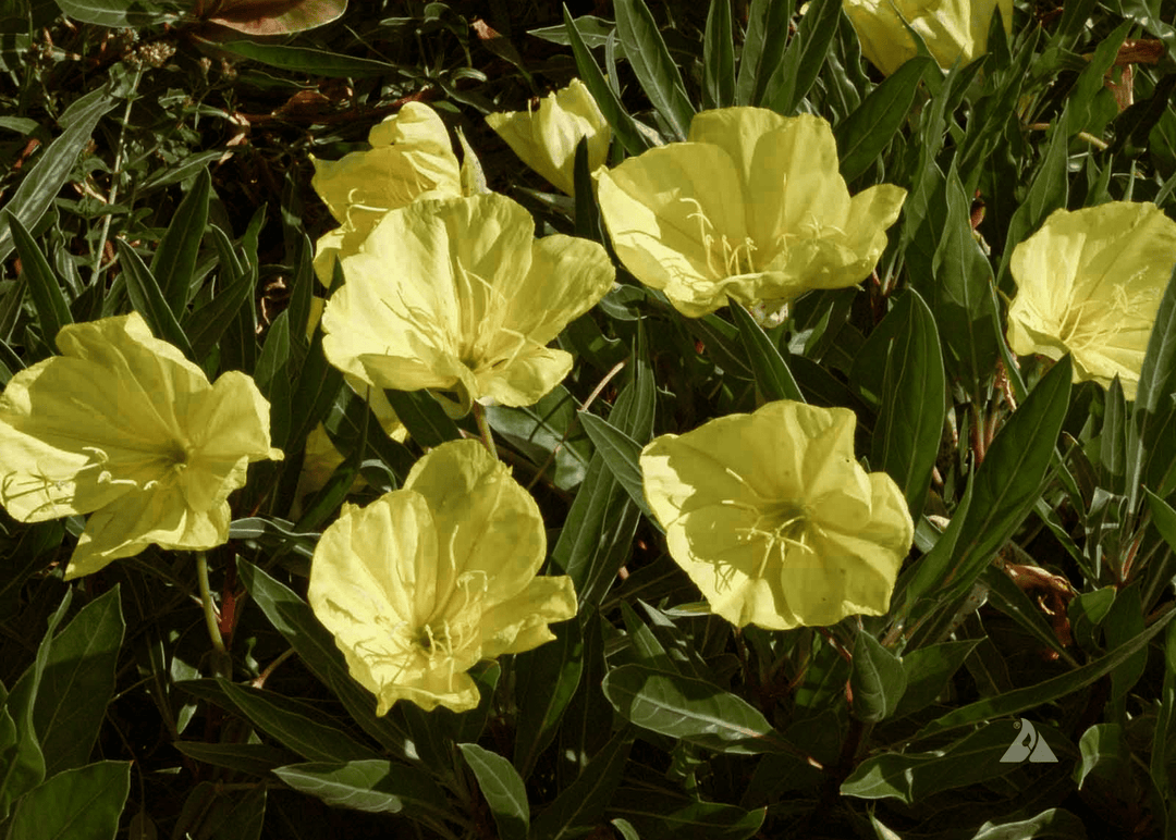 Missouri Primrose - Native Gardeners