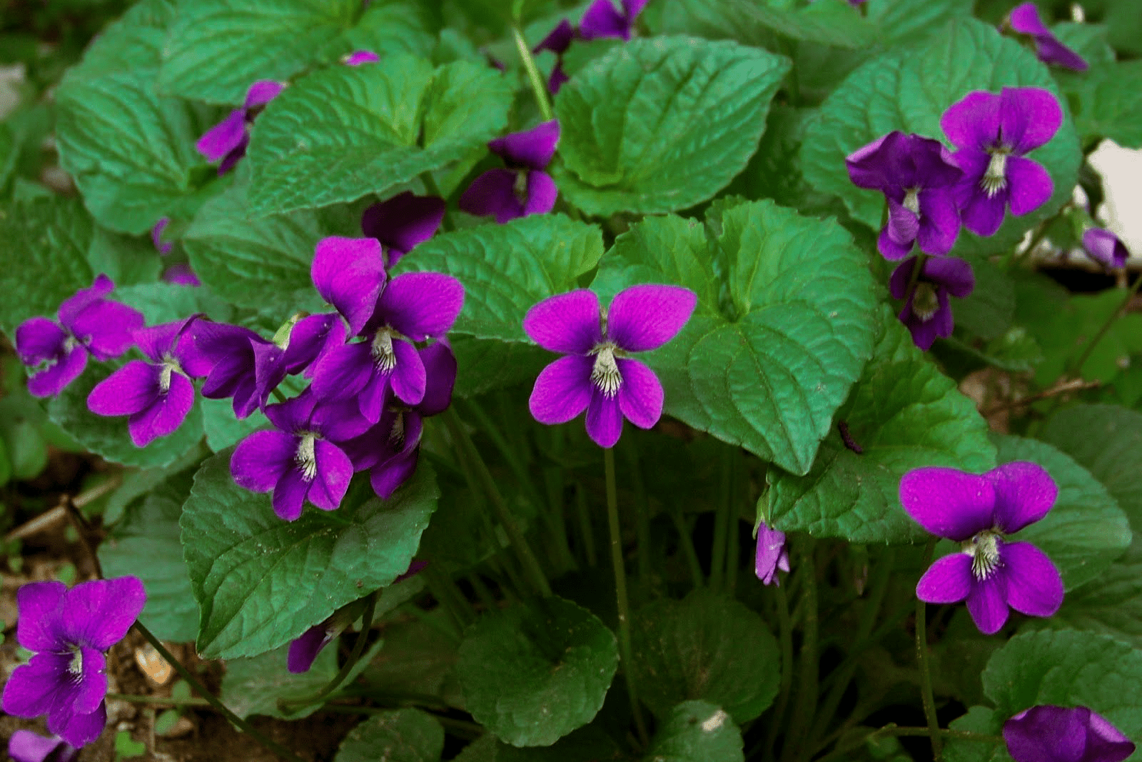 Missouri Violet – Native Gardeners
