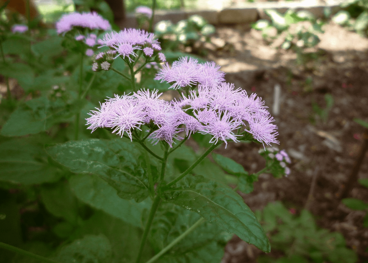 Gregg's Mistflower – Native Gardeners