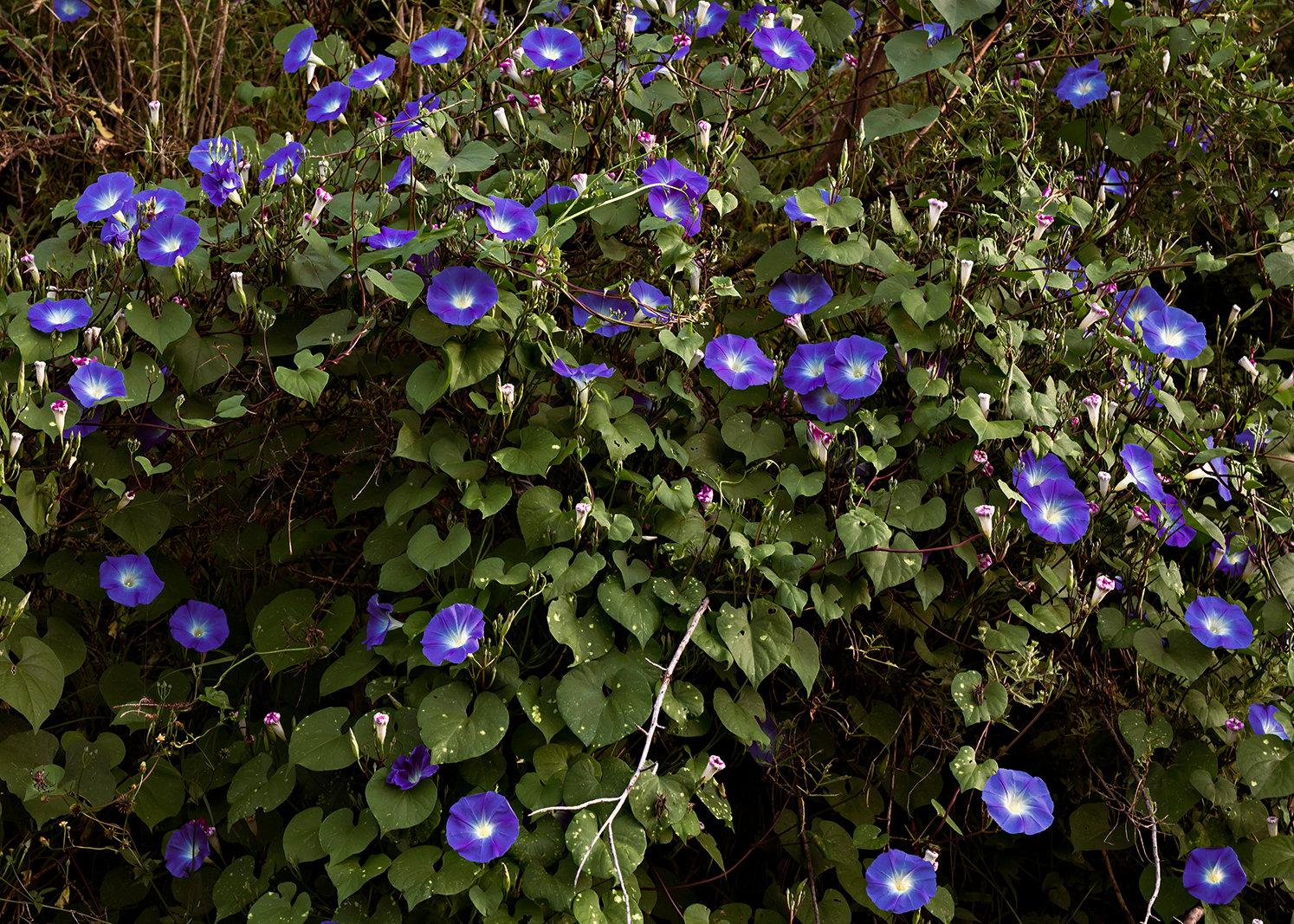 Morning Glory 'Perennial'