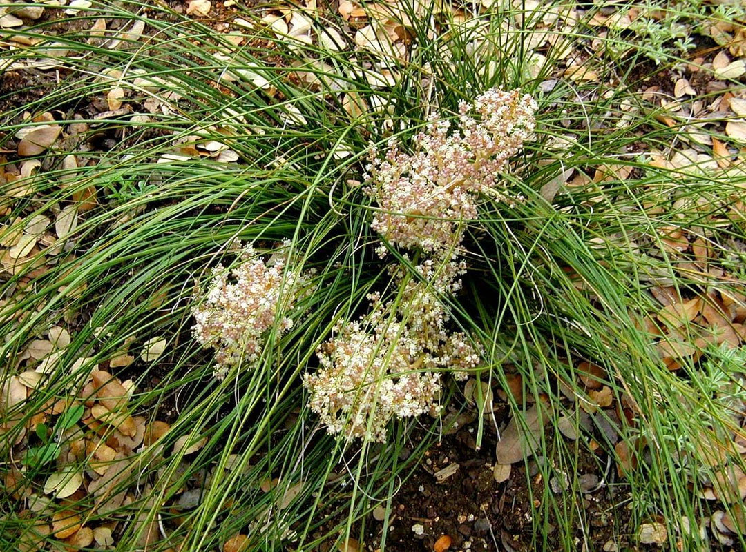 Lindheimer's Nolina - Native Gardeners