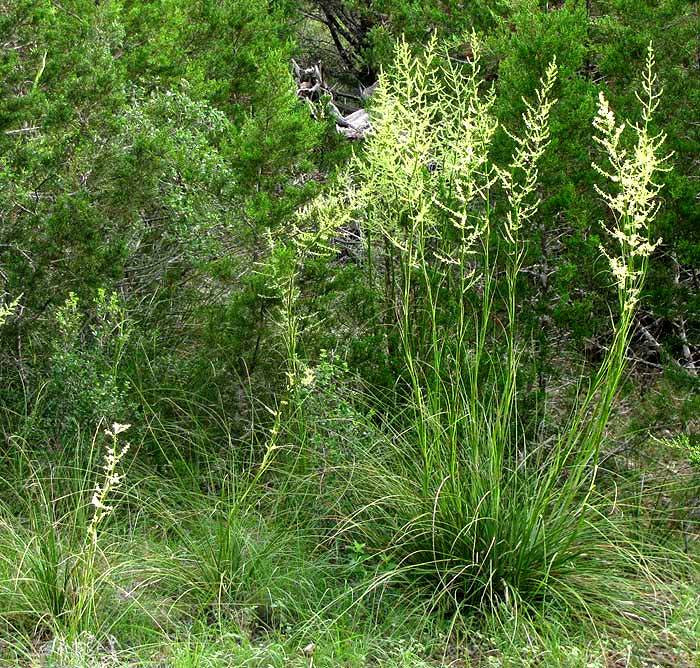 Lindheimer's Nolina - Native Gardeners