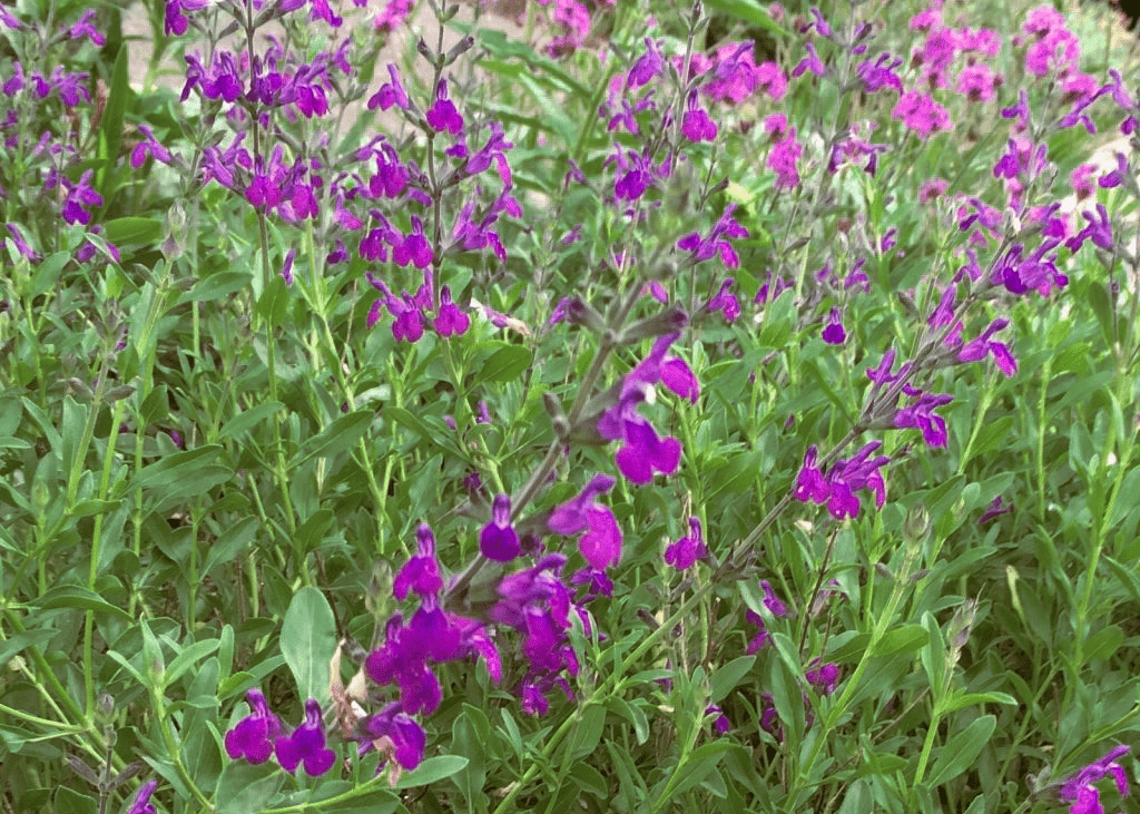 Autumn Sage 'Nuevo Leon' - Native Gardeners