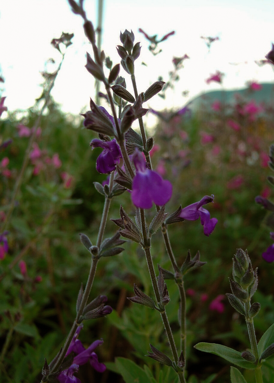 Salvia 'Nuevo Leon'