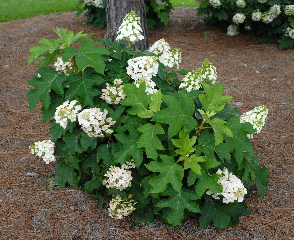 Oakleaf Hydrangea - Native Gardeners