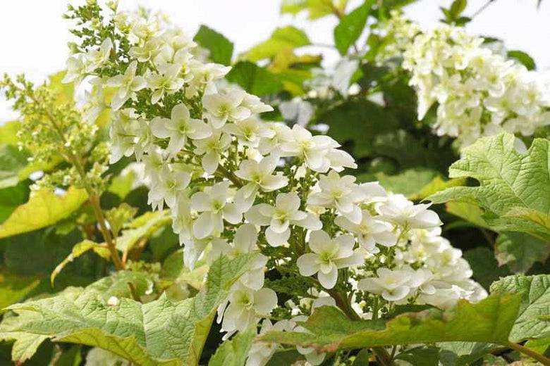 Oakleaf Hydrangea - Native Gardeners