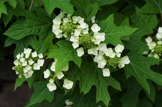 Oakleaf Hydrangea - Native Gardeners