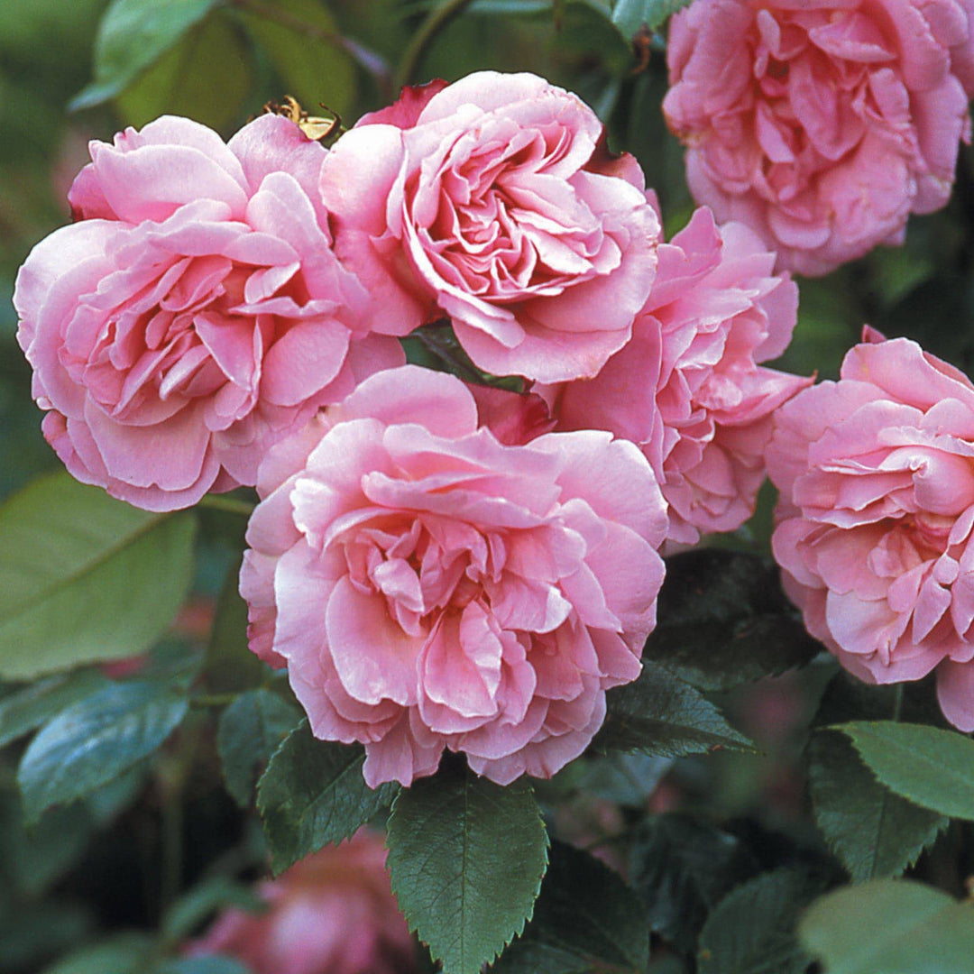 Rose 'Old Blush' - Native Gardeners