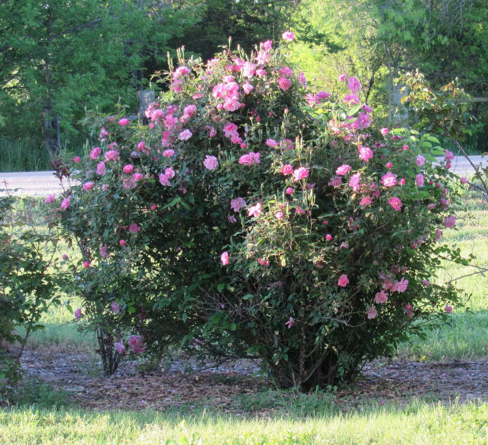 Rose 'Old Blush' - Native Gardeners