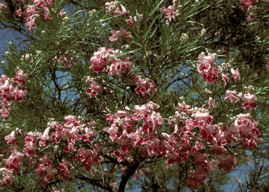 Bubba Desert Willow 'Pink' - Native Gardeners