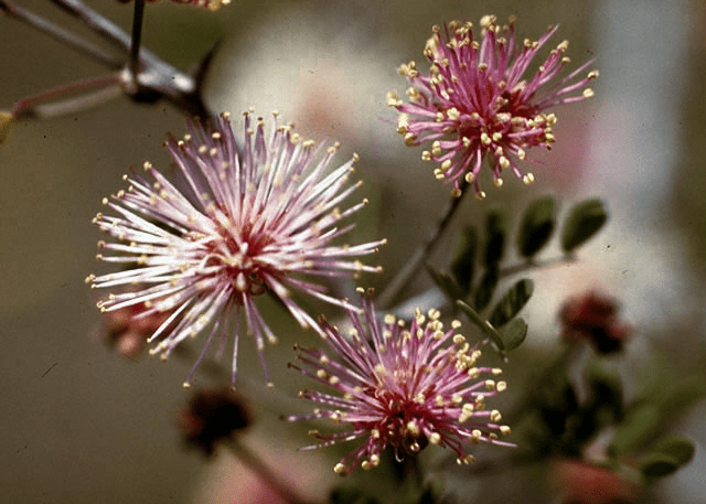 Fragrant Mimosa - Native Gardeners