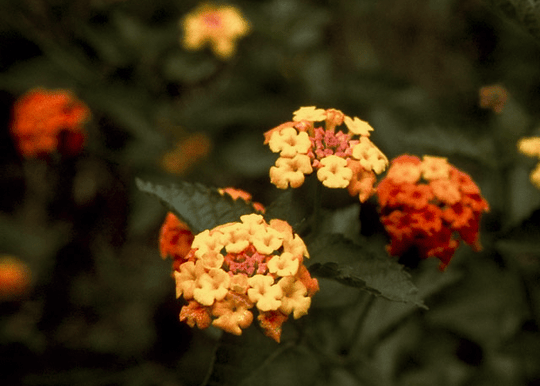 Lantana 'Texas' - Native Gardeners