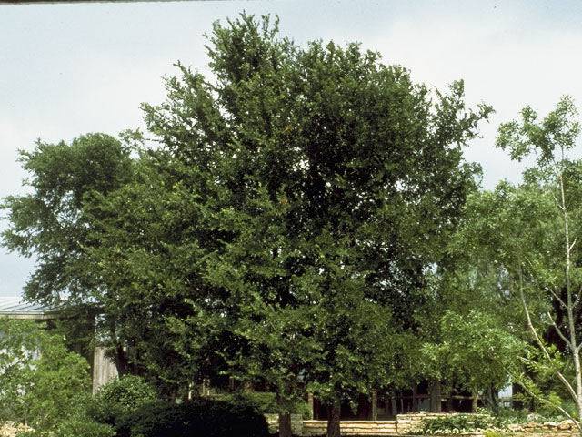 Cedar Elm - Native Gardeners