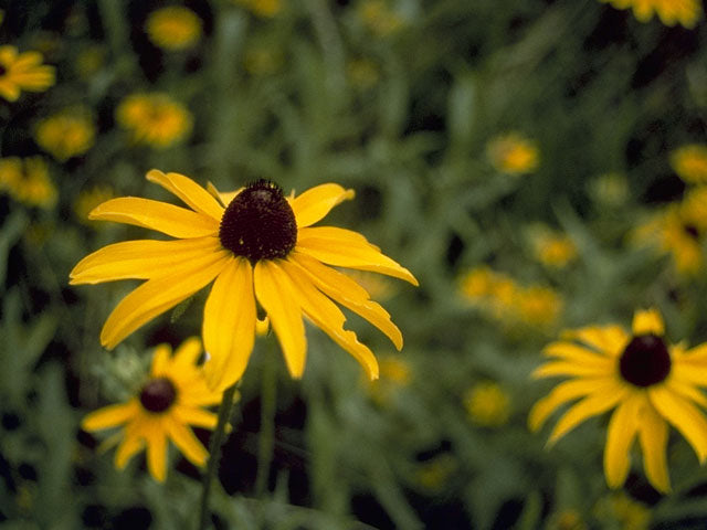 Rudbeckia 'Black-eyed Susan'