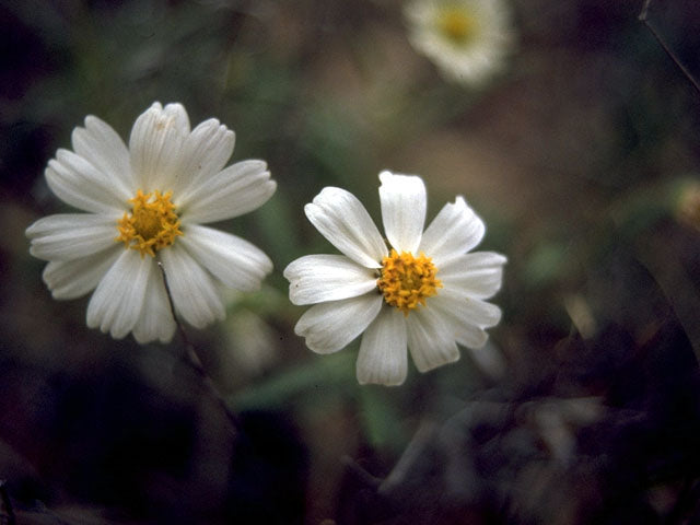 Black-foot Daisy