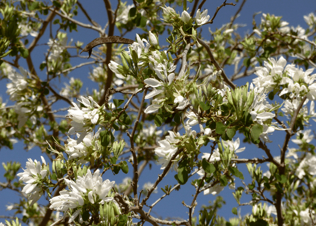 Anacacho Orchid Tree flowers