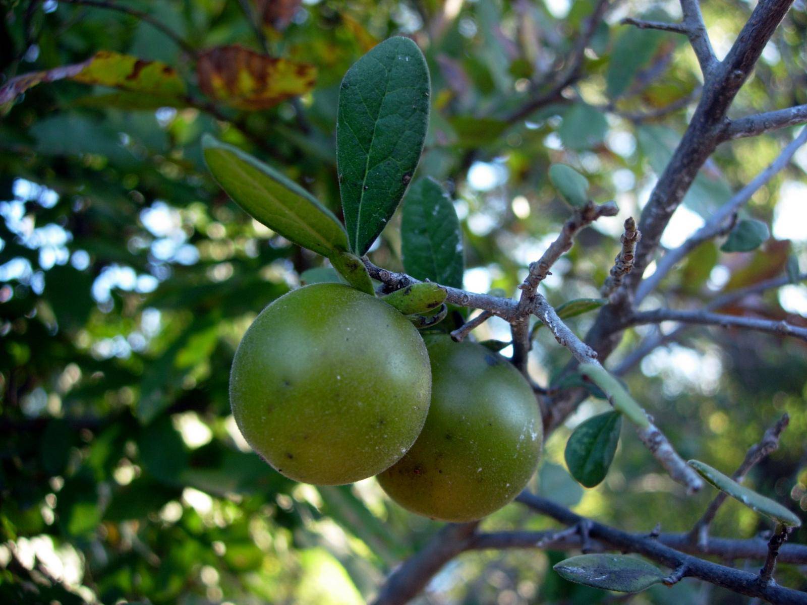 Texas Persimmon - Native Gardeners