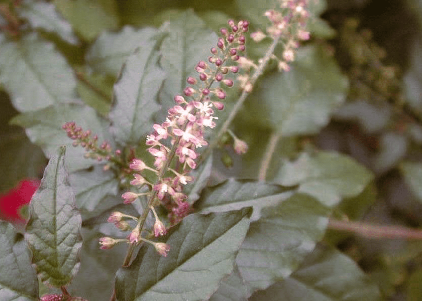 Pigeonberry - Native Gardeners