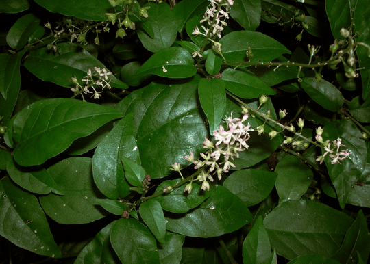 Pigeonberry - Native Gardeners