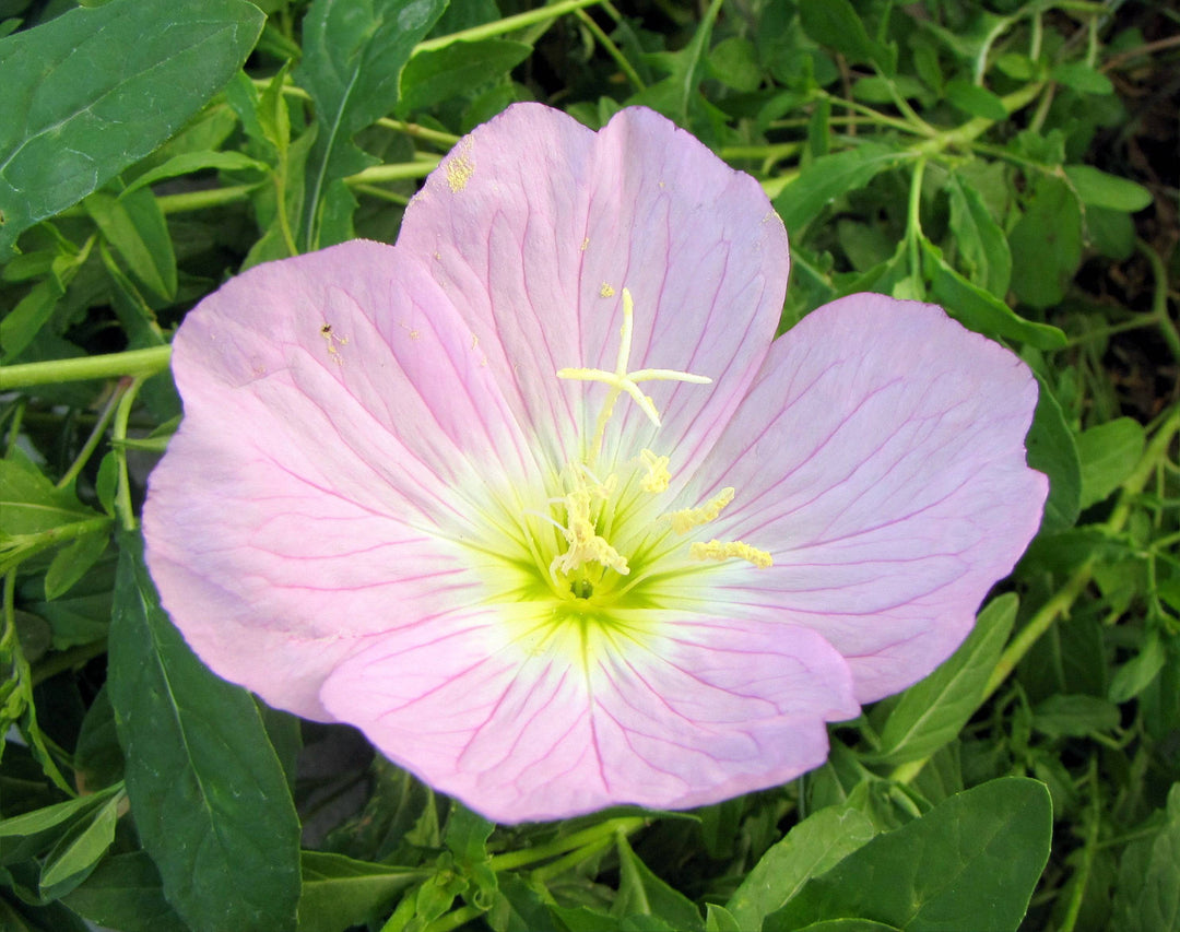 sonnensegel primrose Pink Evening Primrose