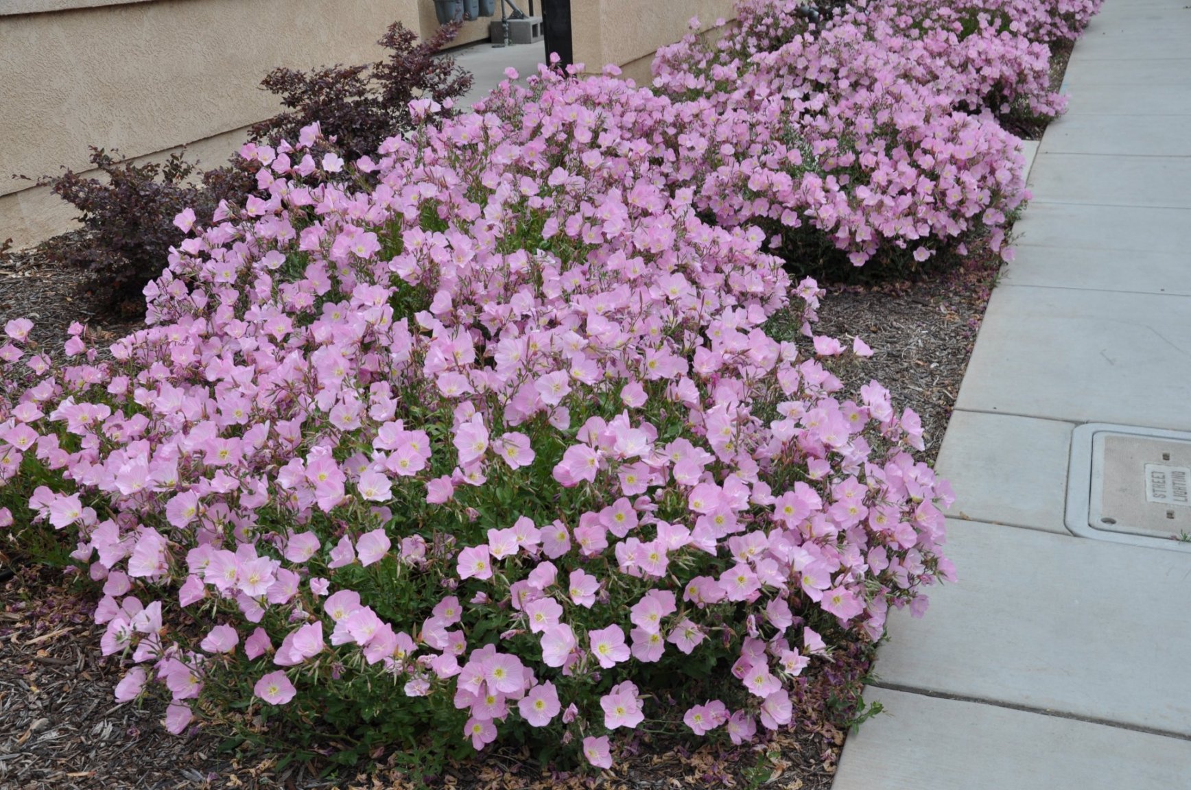 Pink Evening Primrose