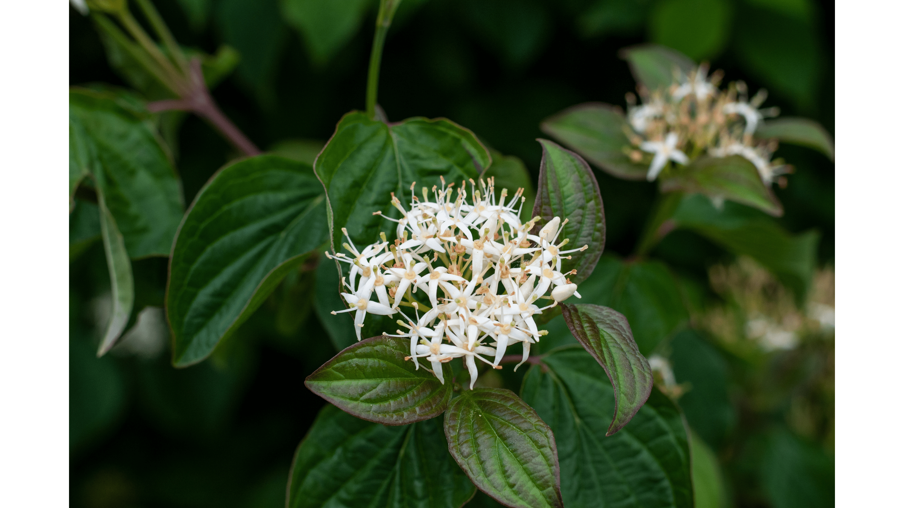 Roughleaf Dogwood - Native Gardeners
