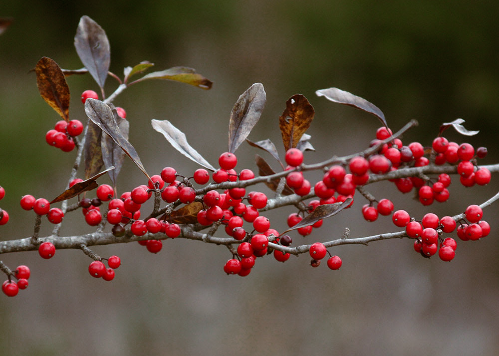 Possumhaw