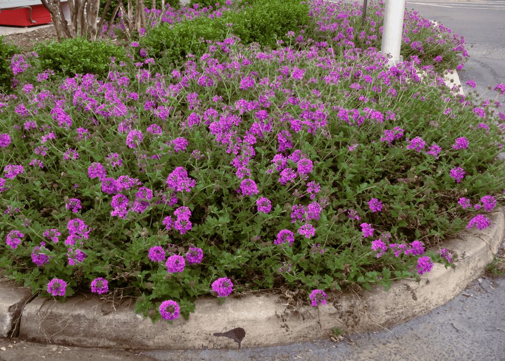 Rose Vervain 'Homestead Purple' - Native Gardeners