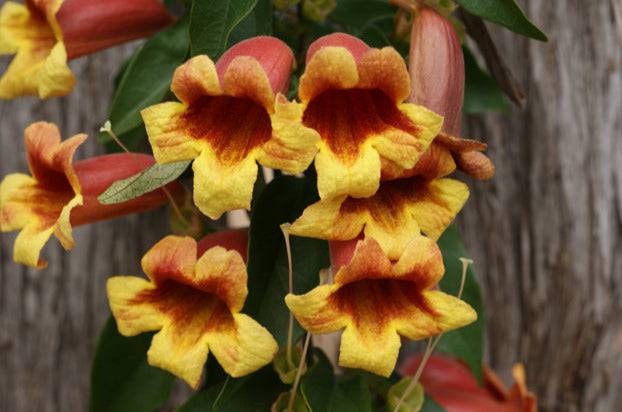 Crossvine - Native Gardeners