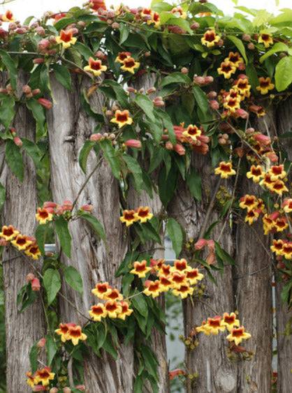 Crossvine - Native Gardeners