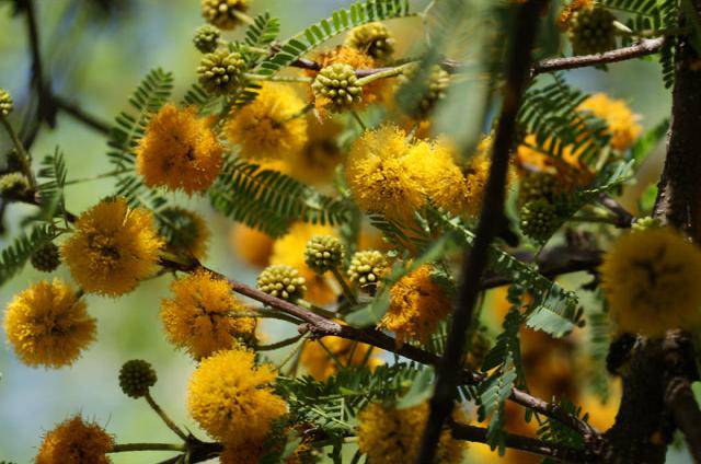 Huisache - Native Gardeners