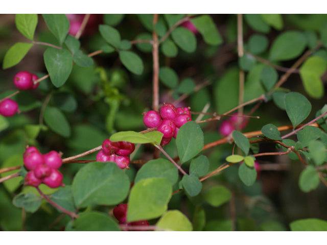 Coralberry - Native Gardeners