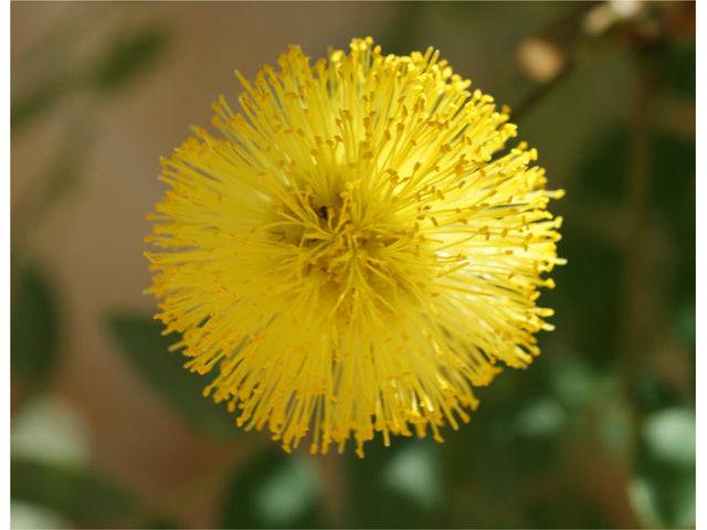 Goldenball Lead Tree - Native Gardeners