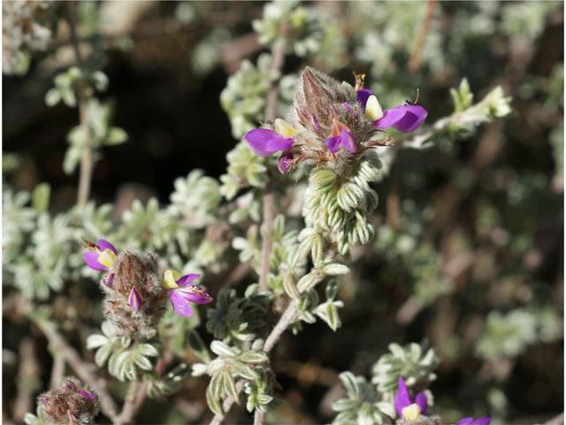 Dalea greggii 'Trailing Indigo' - Native Gardeners