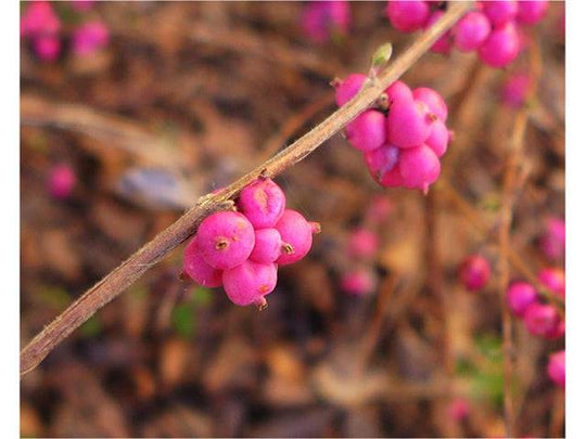 Coralberry - Native Gardeners