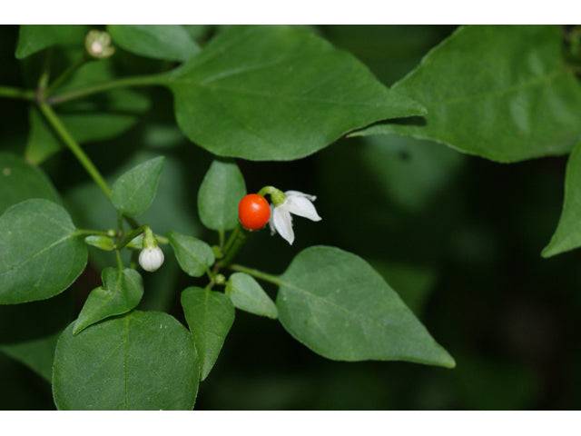 Chile Tepín - Native Gardeners