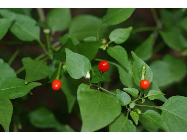 Chile Tepín - Native Gardeners