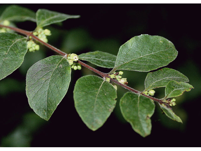 Coralberry