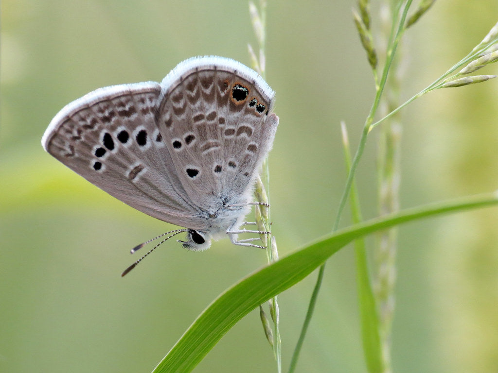 Black Dalea