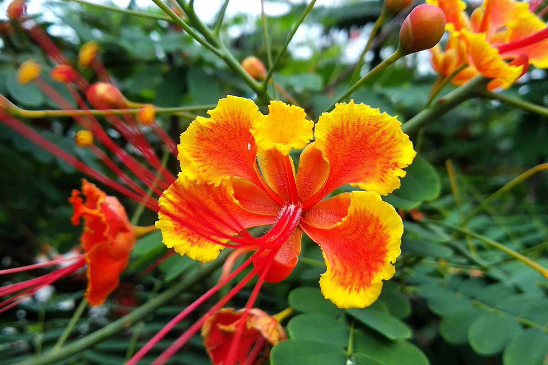 plant pride of barbados seeds Pride of Barbados