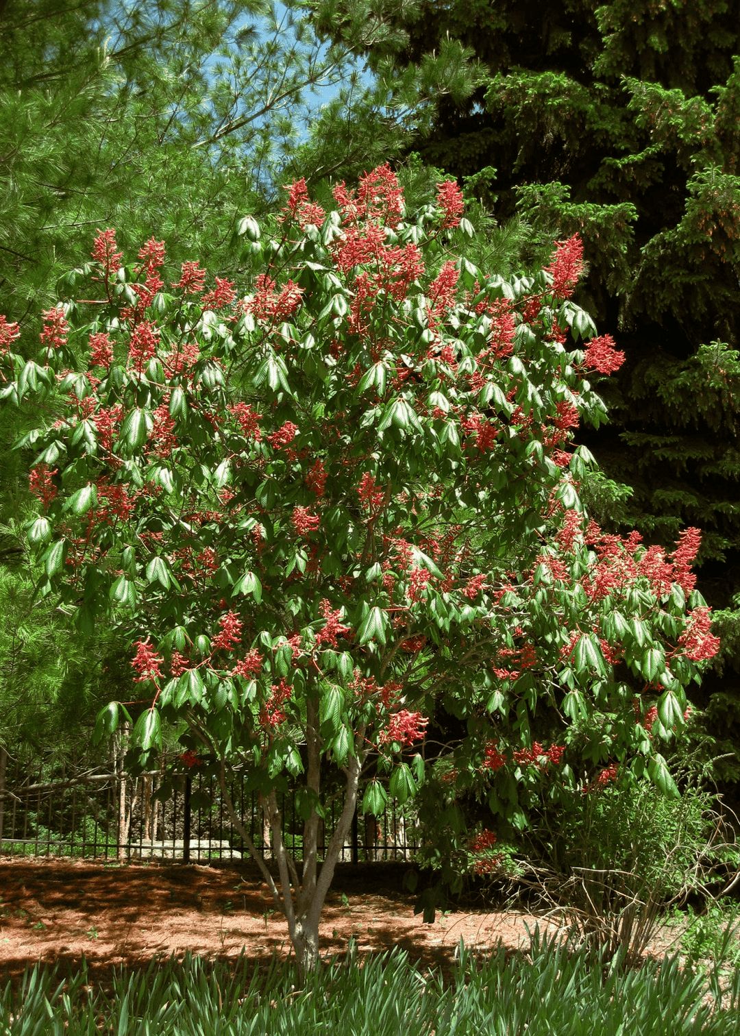 Red Buckeye - Native Gardeners